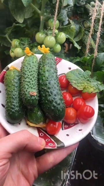 🍅🥒Урожай на окне❤️❤️❤️ #plant #hydroponics #gardening #vegetable смотреть онлайн