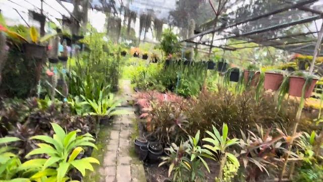 Магазин комнатных растений в Тайланде смотреть онлайн