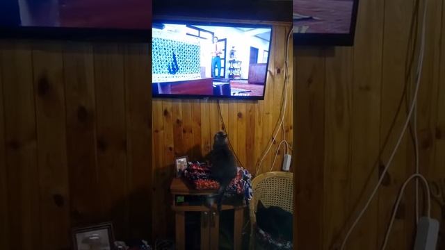 Даша смотрит кино 9 жизней смотреть онлайн