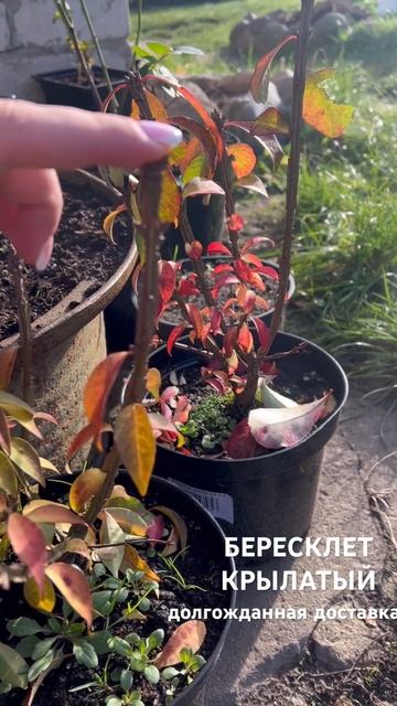 Бересклет крылатый. Долгожданная доставка из Огородн? смотреть онлайн