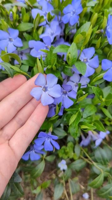 #shortvideo #shorts #spring #весна #flowers #periwinkle #барвінок #сад #youtubeshor смотреть онлайн