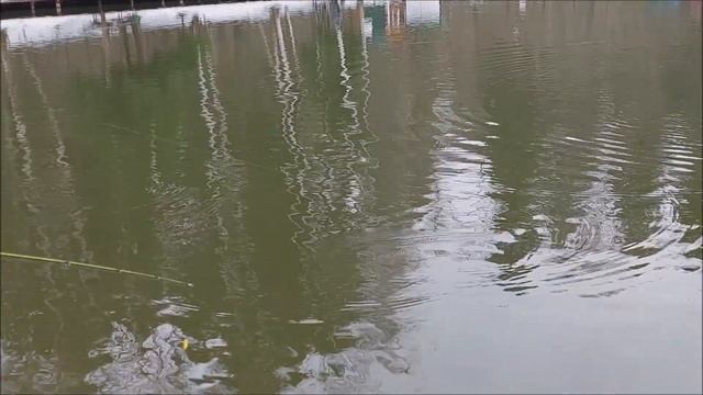 Форель хорошо отзывается на блёсны. Клёвое место, Лоси смотреть онлайн