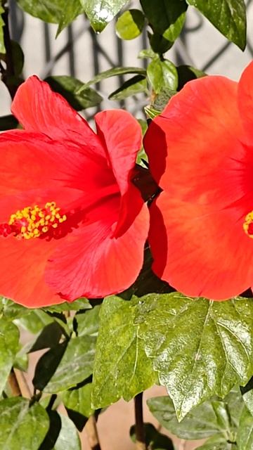 Этим утром распустились два бутончика сразу. #flowers #гиб смотреть онлайн