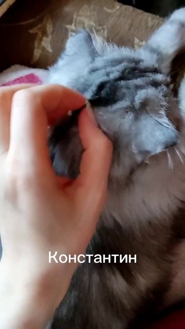 Про герберу, которой я недовольна 😁🫠#полимернаяглин смотреть онлайн