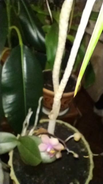 Dusty Belle начало цветения 🌸#орхидеи #orchid #орхидеицветут # смотреть онлайн