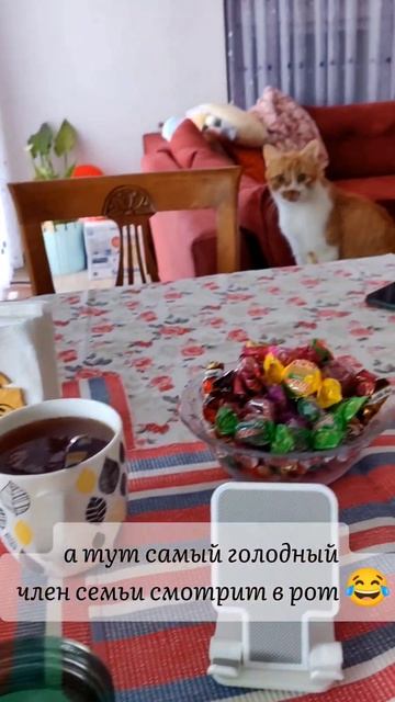 у кого есть такие же члены семьи? 😂 смотреть онлайн