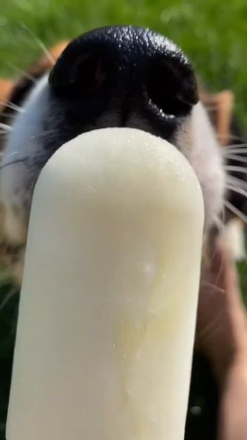 Ели когда-нибудь мороженное из кефира? Парням вот понр смотреть онлайн