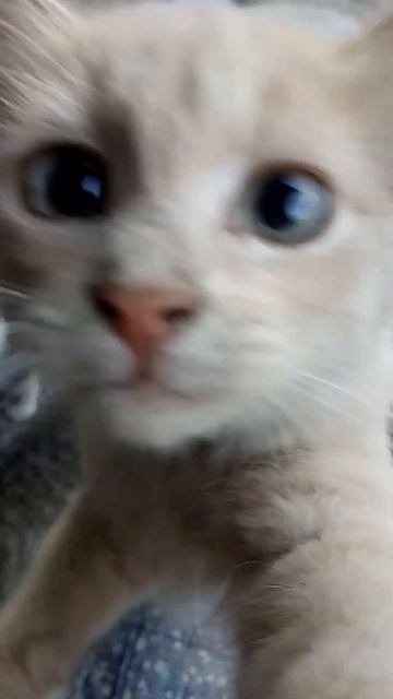 Кошачье безумие! А у вас сколько котов? Заберете пароч? смотреть онлайн