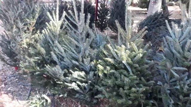 Рождественская ярмарка живых елок в Сарасоте.Моя перв смотреть онлайн