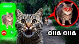 НИКОГДА НЕ ИЩИ OIIAOIIA CAT в интернете! **проклятый кот**