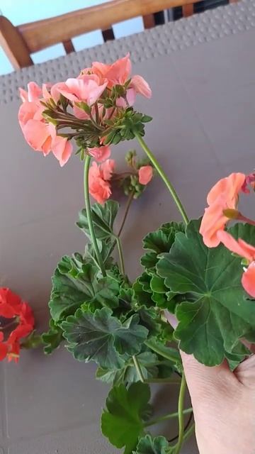 СТАВЛЮ ЧЕРЕНКИ ПЕЛАРГОНИИ НА УКОРЕНЕНИЕ 8.11.2023 г смотреть онлайн