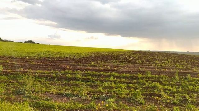 19.05.2024 Акации цветут 🍃 видео масштаб не передает, лучш смотреть онлайн