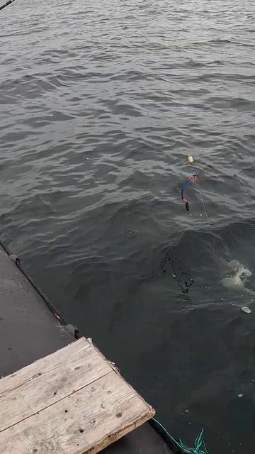 МОРСКАЯ рыбалка это КРУТО #рыбалка #fishing смотреть онлайн