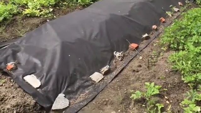 3Д 2018 ДАЧА Картофель из опилок на грядку смотреть онлайн