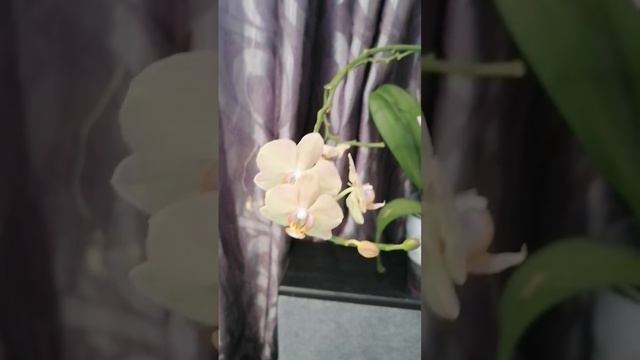 Орхидея легато. Светлая Память Татьяны Головко. смотреть онлайн