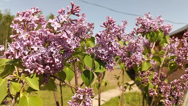 ЦВЕТЁТ СИРЕНЬ смотреть онлайн