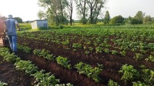 Окучивание картофеля мотоблоком Ока 7 л.с. с одним окучником и фрезами