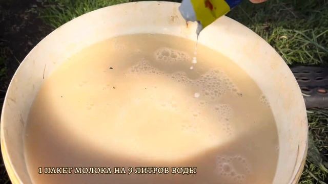 Дачные будни👒||Внекорневая подкормка томатов🍅||Удач смотреть онлайн