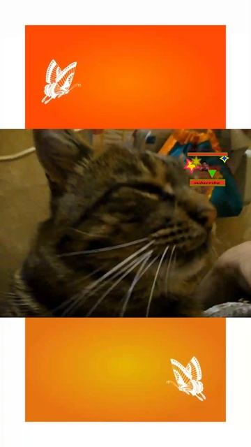 Мне так кайфово жить дома быть тут Котик Мотя умеет по? смотреть онлайн