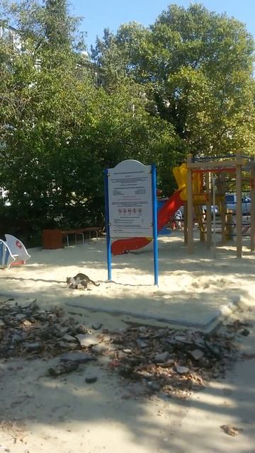 Животные и их большой лоток для нужды!!!!Детская площад смотреть онлайн