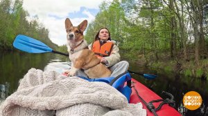 С собакой - на байдарке! Доброе утро. Фрагмент выпуска от 05.06.2025