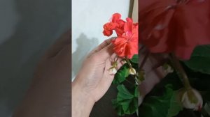 Пеларгония ЮВ Кардинал.