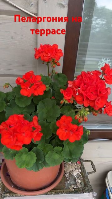 Пеларгония цветет все Лето 2023 смотреть онлайн