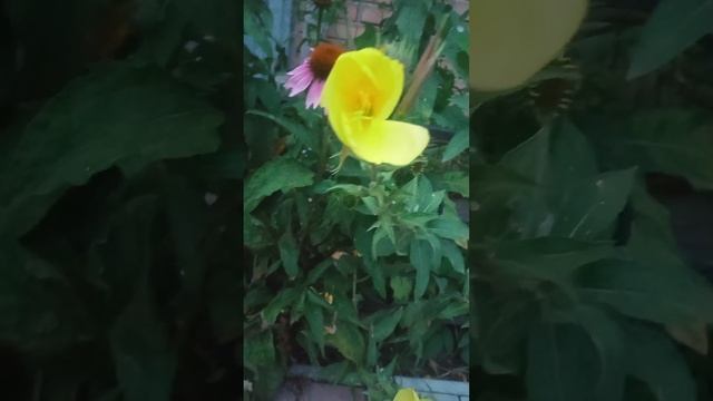 Лунный цветок 🏵️🏵️🏵️ смотреть онлайн