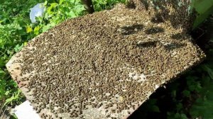 Посадка роя за 3 минуты