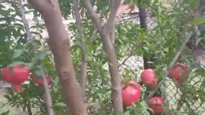 Полив и подкормки граната летом