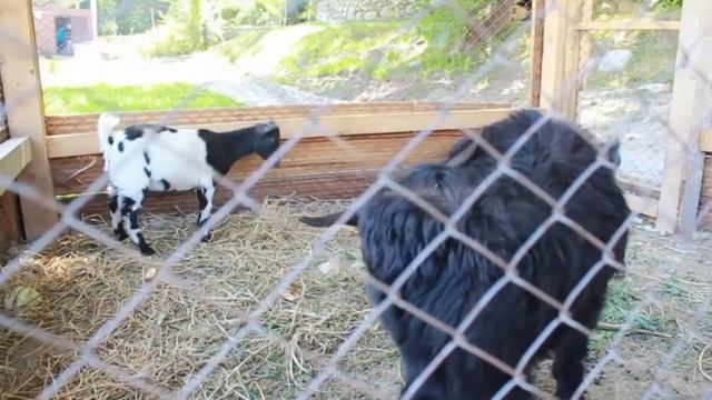 Алмата ваще огонь! №3 - бассейн raypoolclub смотреть онлайн