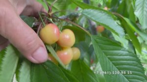 Как облегчить труд садовода ? ( мои мысли) 01 июня 2025 год, Новороссийск.