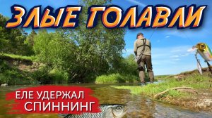 МОЩНАЯ РЫБАЛКА НА ГОЛАВЛЯ! Давно ТАК не ловили!