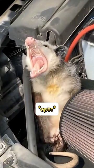 Волатильность рынка убивает людей 💥 #биток #крипта #к? смотреть онлайн