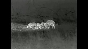 Охота на кабана с Sytong AM06-50LRF | Подошел на 40 метров | На ка