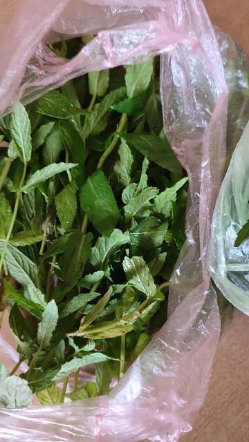 Мята - лучшая подружка для нервной системы#светланара? смотреть онлайн