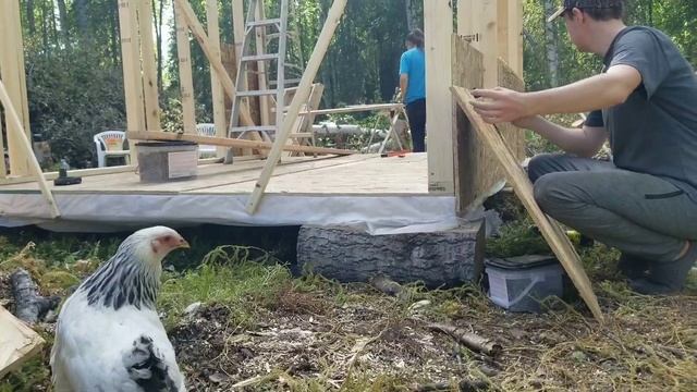 Строим Курятник на Новой Площадке|Семья на Аляске(11) смотреть онлайн