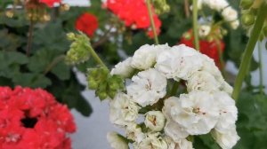 Пеларгонии ЮВ Эльбрус и УГ Айгуль, небольшое сравнени?