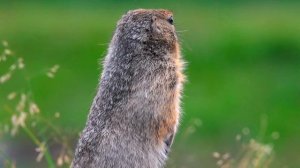Крик евражки (берингийского суслика). Arctic ground squirrel (Urocitellus parryii), Kamchatka