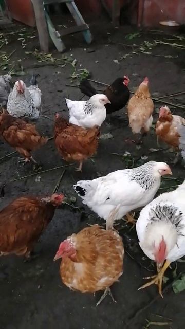 Золотая курочка