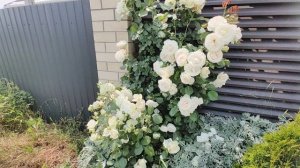 плетистая роза Пале рояль