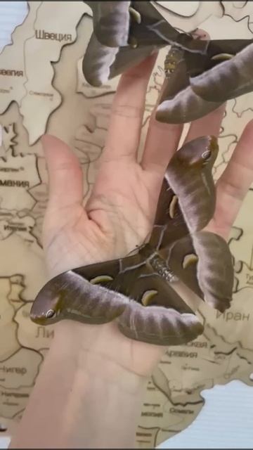 Бабочки Миасс #butterfly смотреть онлайн