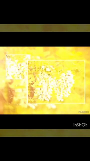 Виды акации смотреть онлайн