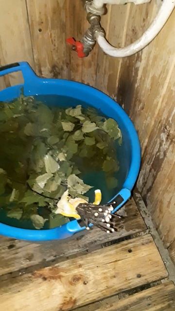 простой способ запарить веник для бани))) смотреть онлайн