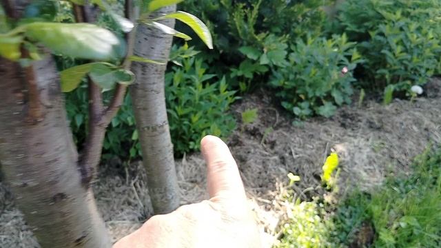 Новые флоксы для нашего сада 2025, неизвестные сорта - будет сюрприз смотреть онлайн