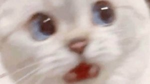 Что с котом?!😳