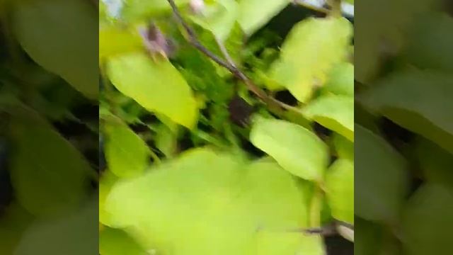 #баклажан #цветы #осень #огород #огороднаокне #огородкр смотреть онлайн