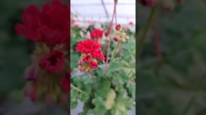 ИВ_Майя Плисецкая