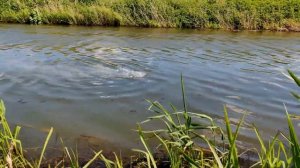 ✅🔥 ГРАНАТА vs ОЗЕРО🔥ВЗРЫВАЕМ ПЕТАРДЫ ПОД ВОДОЙ💧💦?