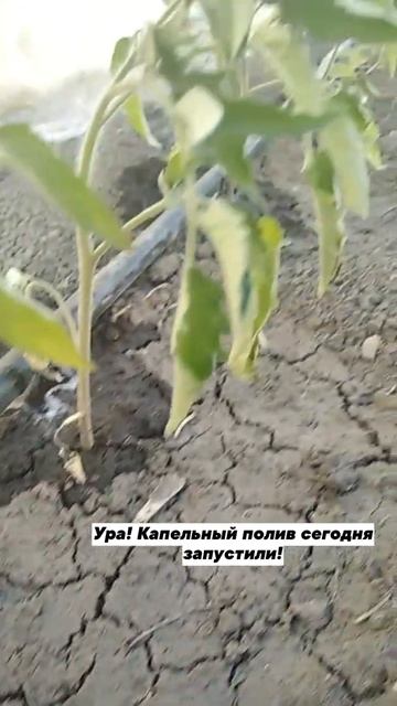 Радостная новость! Мы наконец то запустили капельный ? смотреть онлайн